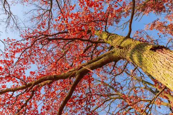 Parkta Yaprakları Kurumuş Bir Meşe Ağacı — Stok fotoğraf