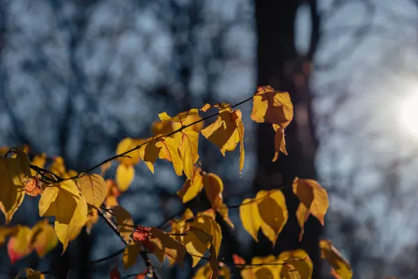 Folhas Amarelas Contra Céu Floresta — Fotografia de Stock