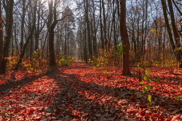 Lesní Cesta Pokryta Spadlým Listím — Stock fotografie