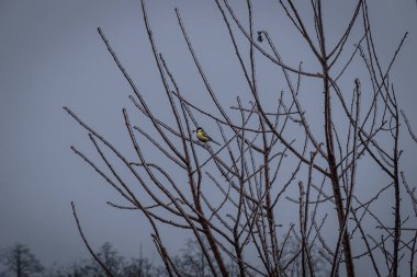 a tit with a berry in its beak sits in a tree