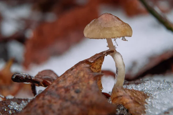 Pequeno Cogumelo Entre Neve Floresta — Fotografia de Stock