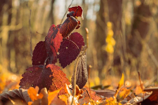 Sonbahar Ormanının Arka Planında Kırmızı Isırgan Otu Yaprakları — Stok fotoğraf