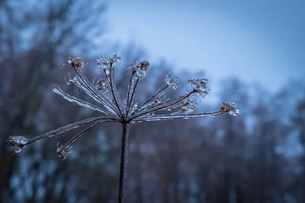 Eine Feldpflanze Die Vor Waldkulisse Auf Dem Eis Klebt — Stockfoto