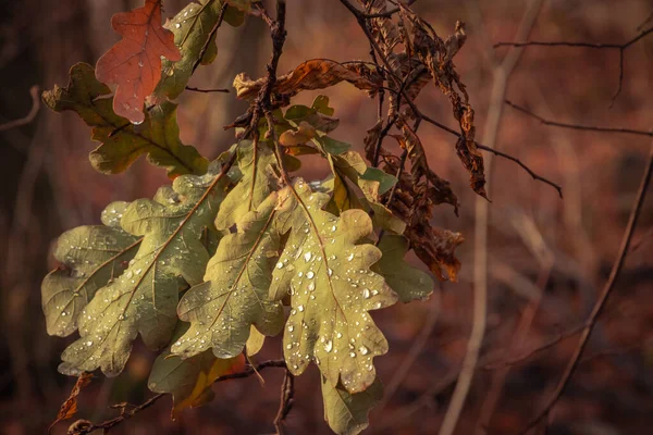 Çiy Damlaları Olan Bir Dalda Kuru Meşe Yaprakları — Stok fotoğraf