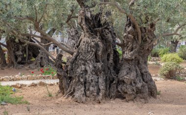 Eski zeytin ağacı gövdesi ve dalları. 