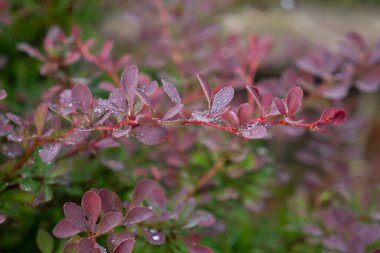Doğal arka planda çiğ taneleri olan koyu kırmızı bir bitki.