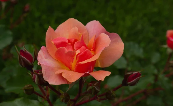 Rosa aislada con hojas sobre fondo verde . — Foto de Stock