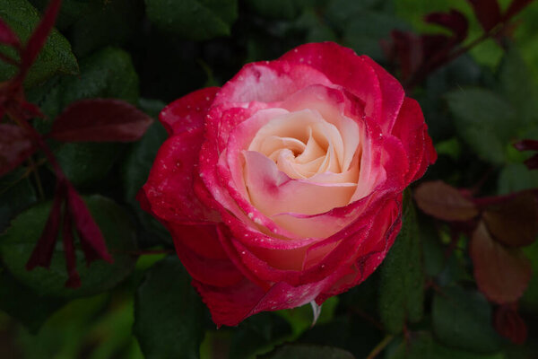 Single pink rose with leaves on green background. Perfect flower. High quality photo