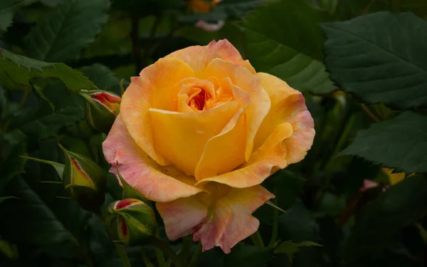 Einzelne Rose isoliert mit Blättern auf grünem Hintergrund. — Stockfoto