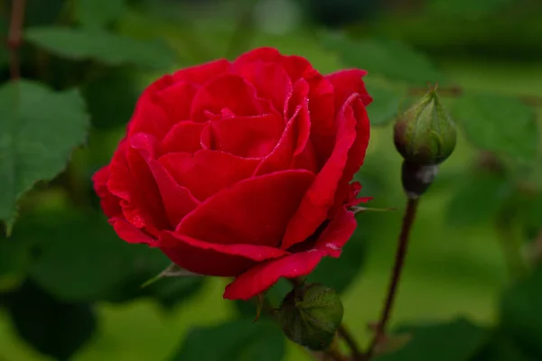 Μονόχρωμο κόκκινο τριαντάφυλλο με φύλλα σε πράσινο φόντο. Τέλειο λουλούδι — Φωτογραφία Αρχείου