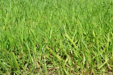 Yeşil Çimen Arkaplanı