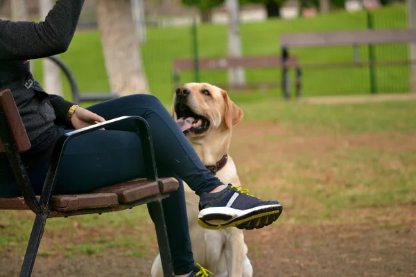 Dog in the park — Stock Photo, Image