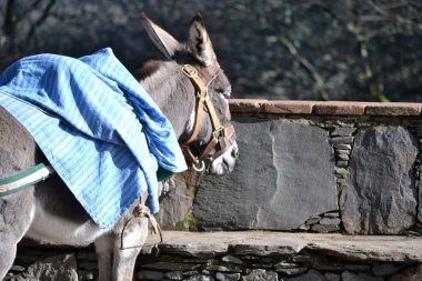 Sahadaki eşek.
