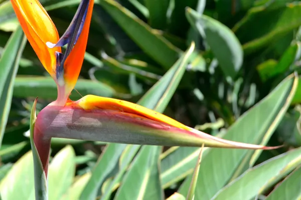 Sterlitzia ave de paraiso — Stok fotoğraf