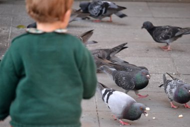 erkek güvercin arıyorum