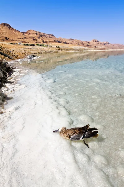 Dead sea Israel yapılan suda cansız kuş — Stok fotoğraf