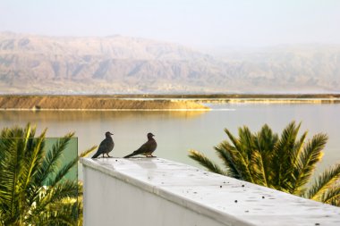 Güvercinler dağlar ve Ölüdeniz İsrail'in fonunda oturuyor
