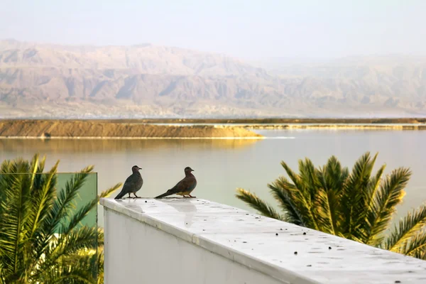 Güvercinler dağlar ve Ölüdeniz İsrail'in fonunda oturuyor — Stok fotoğraf