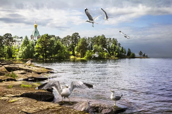 Gulls against the backdrop of the Church of St. Nicholas the Won — Stock Photo, Image