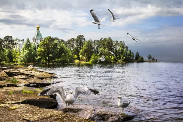 Måsar mot bakgrund av kyrkan av St nicholas segrat — Stockfoto