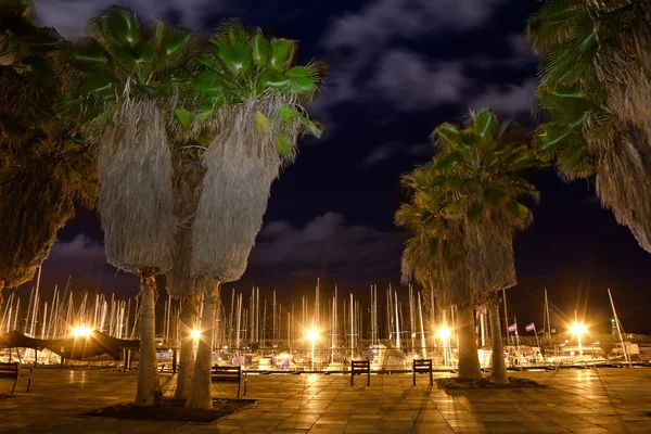 Palm trees on the beach of Tel Aviv in night lighting — Stock Photo, Image