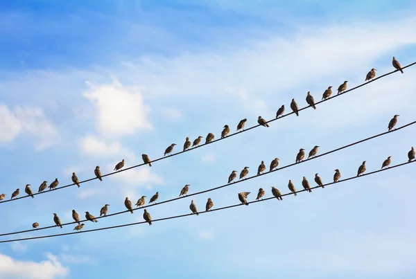 a flock of birds sitting on three wires against the blue sky