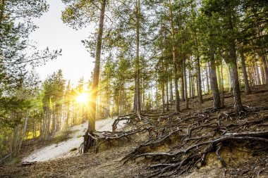 Sunset forest.the güneşte dışarı peeks arkasından çam kökü