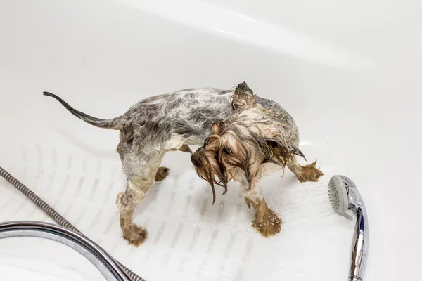 Yorkshire Terrier bathe in a bathtub — Stock Photo, Image