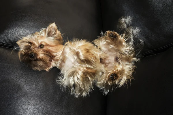 The Yorkshire Terrier is on a leather sofa — Stock Photo, Image