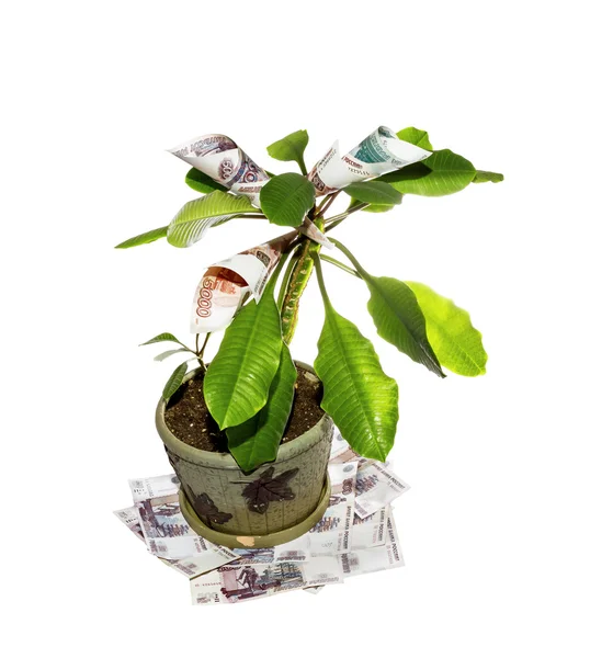 Money tree on a white backgroun — Stock Photo, Image