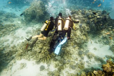 Dalgıçlar dişli coral reef ortasında su altında yüzmek 