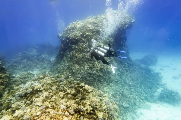 Divers in gear swim under water amid coral reef