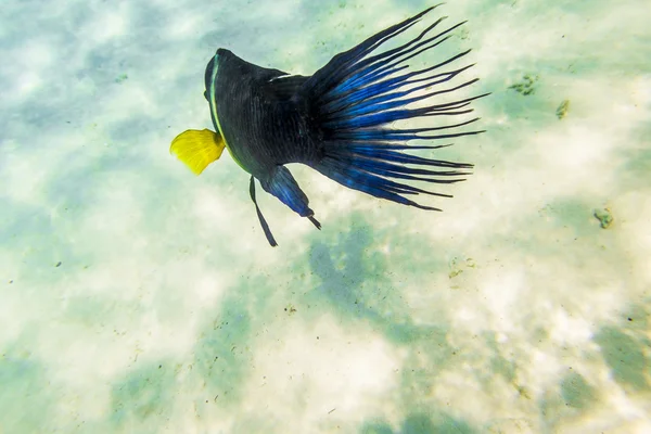 Kleurrijke vissen zwemmen op een koraal rif in de rode zee — Stockfoto