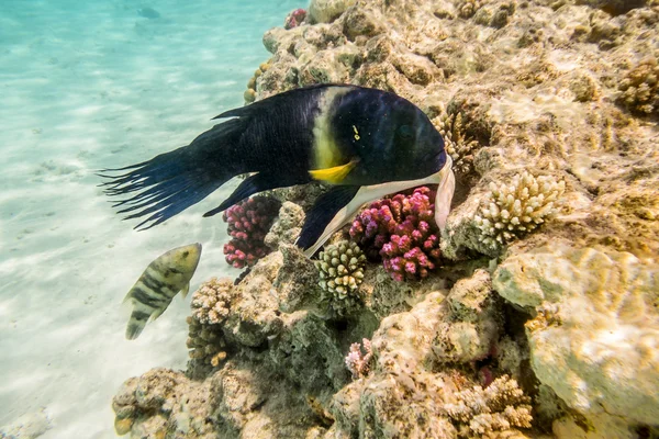 Kleurrijke vissen zwemmen op een koraal rif in de rode zee — Stockfoto