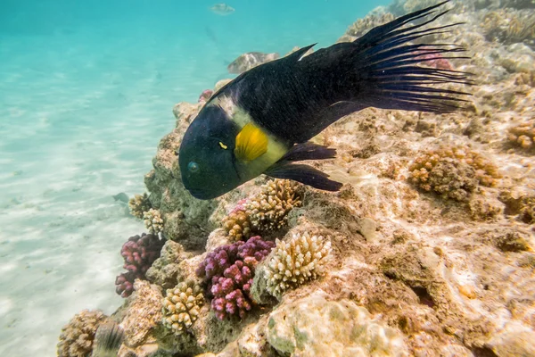 Kleurrijke vissen zwemmen op een koraal rif in de rode zee — Stockfoto