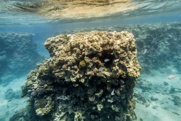 Coral Reef under water of the Red Sea