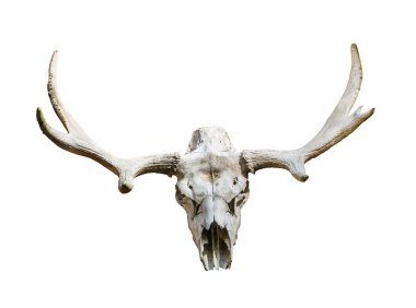 Moose skull with antlers on white background clipart