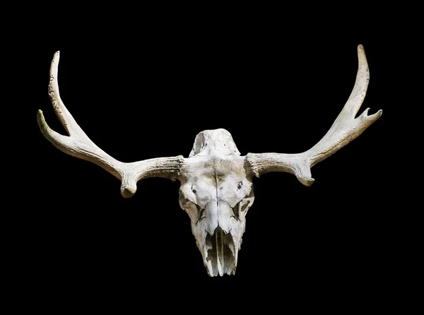 boynuz siyah bir arka plan ile geyik kafatası