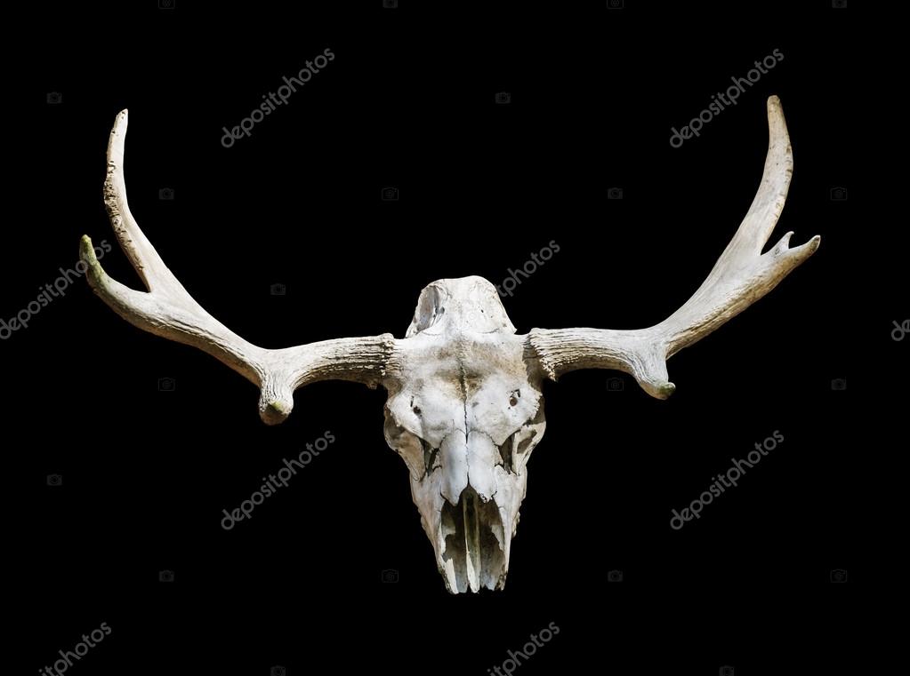 cabeça de alce com chifres sobre um fundo preto — Fotografias de Stock