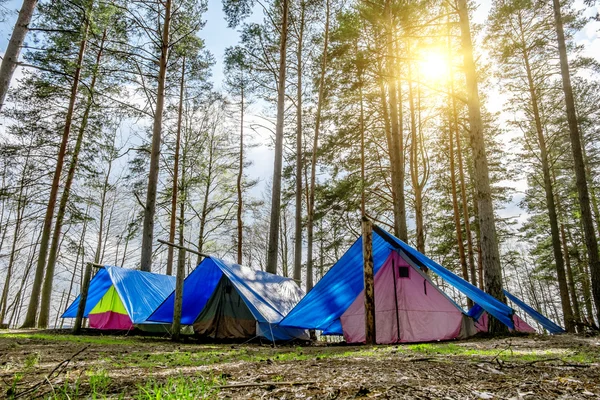 Le tende sono in piedi nella foresta — Zdjęcie stockowe