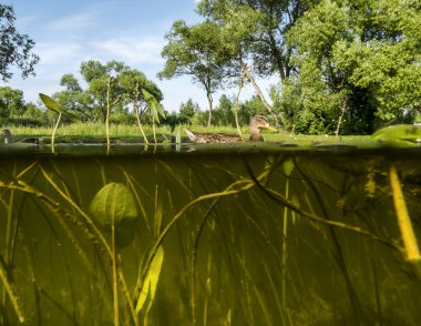 algler ve wat su altında lake görünümünde ördek yüzüyor