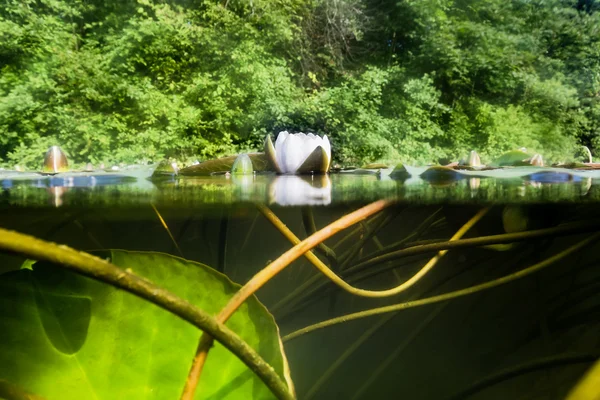 White lilies on the lake. view over the water and under the wate — Stock Photo, Image