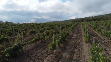 Kırım 'ın güney kıyısındaki Karadeniz kıyıları ve üzüm bağlarının yaz manzarası 