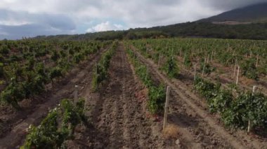 Kırım 'ın güney kıyısındaki Karadeniz kıyıları ve üzüm bağlarının yaz manzarası 