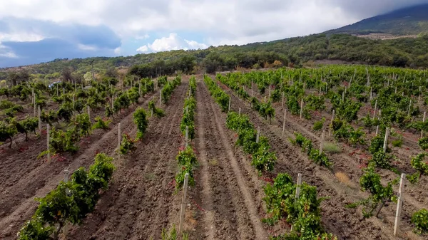 Summer Landscape Black Sea Coast Vineyards Southern Shore Crimea — Stock Photo, Image