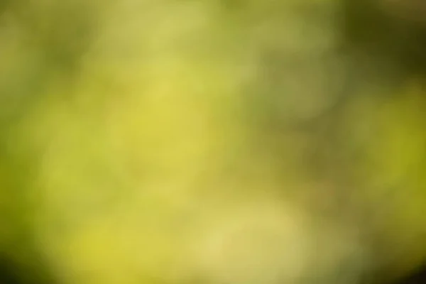 Абстрактний Фон Розмитого Зеленого Листя Світлий Фон Дефокусу — стокове фото