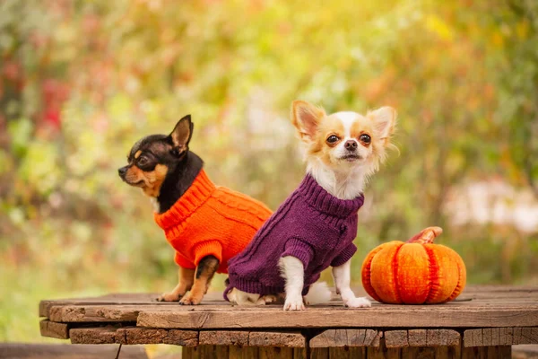 Doi Câini Din Rasa Chihuahua Află Lângă Dovleac Conceptul Halloween — Fotografie, imagine de stoc