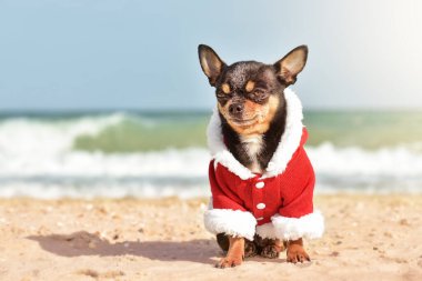 Noel 'de denizdeki Chihuahua köpeği ya da Noel Baba kıyafetiyle yeni yıl. Dinlen, seyahat et..