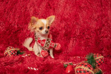 Yeni yıl süsüsüyle eşarp takmış uzun saçlı şirin bir Chihuahua köpeği. Battaniyedeki köpek.