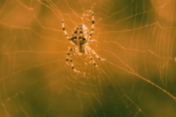Blurred Background Spider Web Forest Halloween Concept Defocus — Stock Photo, Image